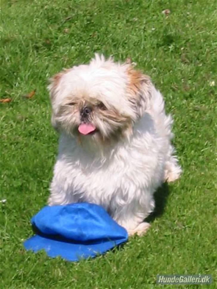 Shih tzu Molly (dolle) billede 1