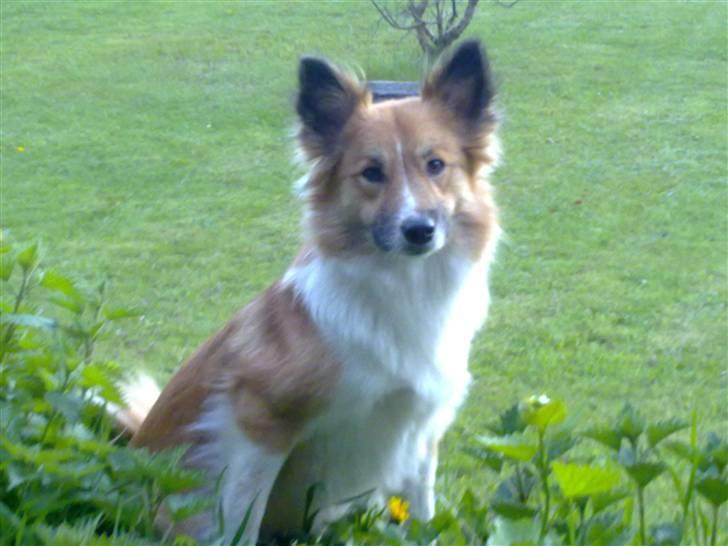Islandsk fårehund Fenya - Yndlings SPOT billede 3