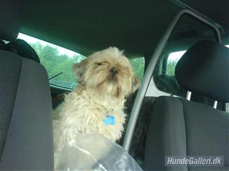 Shih tzu Molly (dolle) billede 2