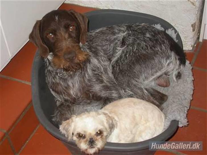 Shih tzu Molly (dolle) billede 3