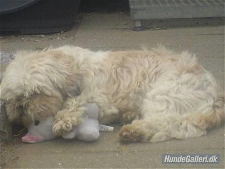 Shih tzu Molly (dolle) billede 4