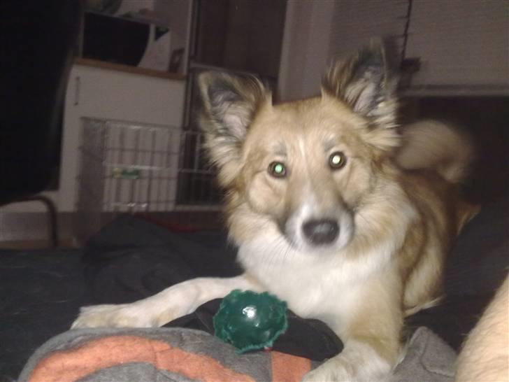 Islandsk fårehund Fenya - Skal vi lege?? billede 5