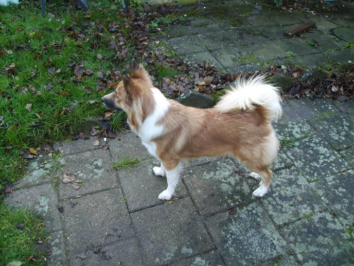 Islandsk fårehund Fenya - Står jeg ikke bare flot billede 4