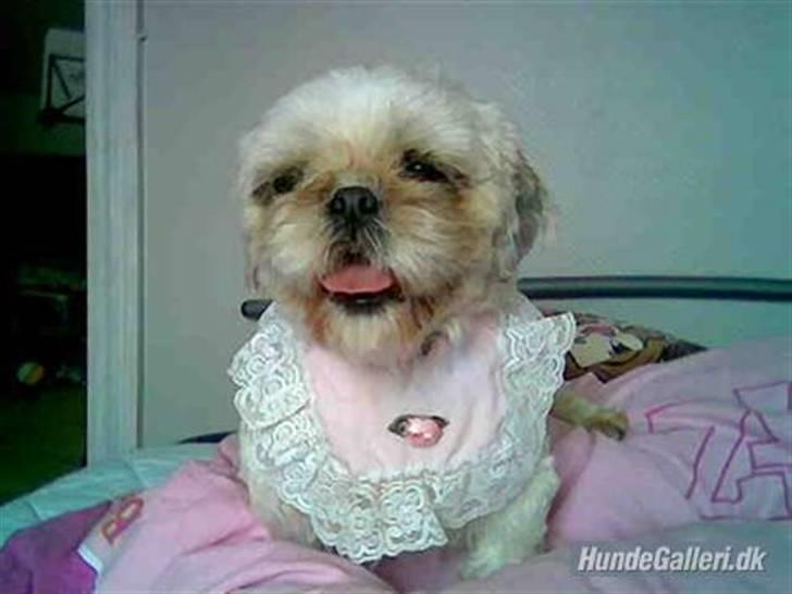 Shih tzu Molly (dolle) billede 5