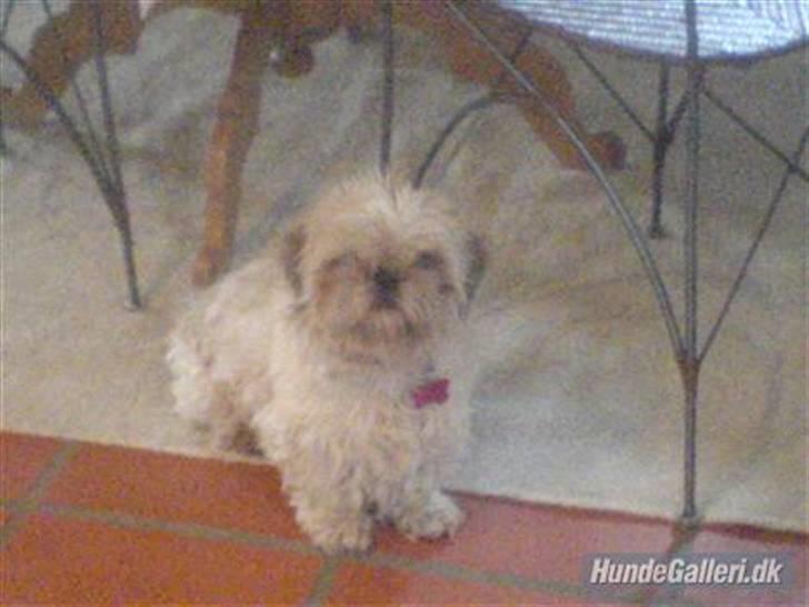 Shih tzu Molly (dolle) billede 6