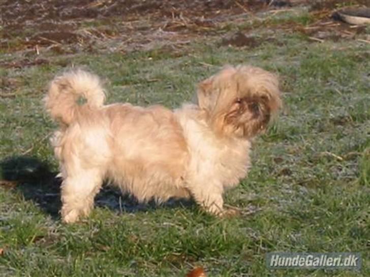 Shih tzu Molly (dolle) billede 7