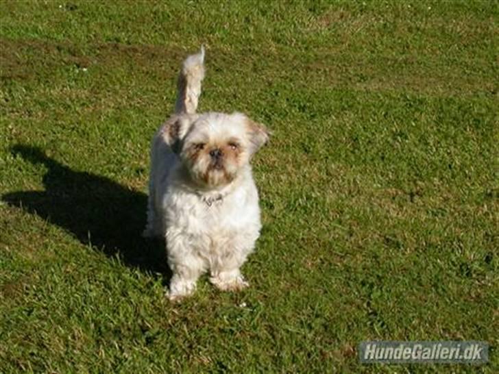 Shih tzu Molly (dolle) billede 8