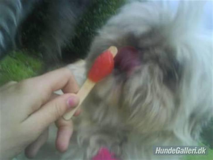Shih tzu Molly (dolle) billede 9
