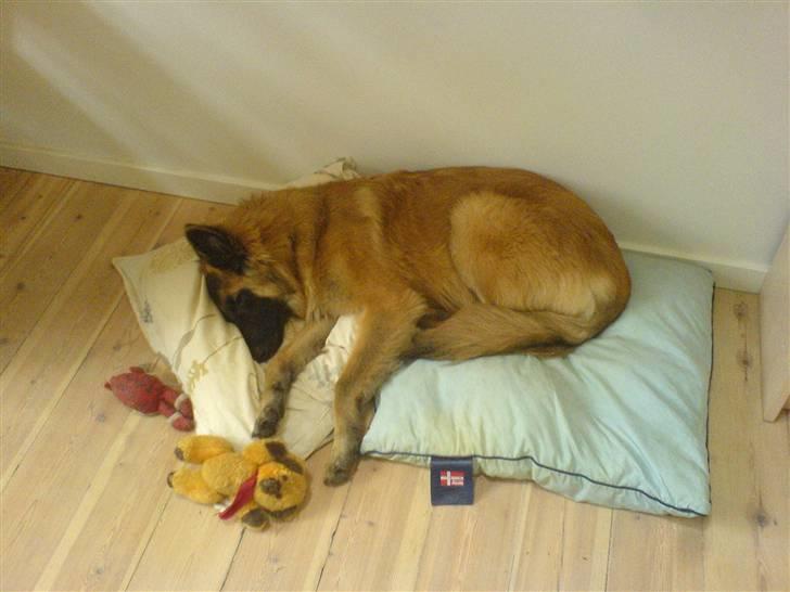 Tervueren Amanda billede 3