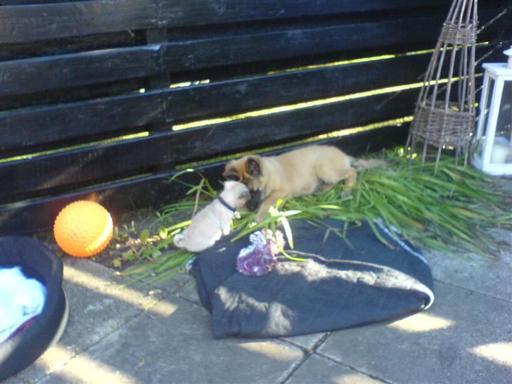 Tervueren Amanda billede 5