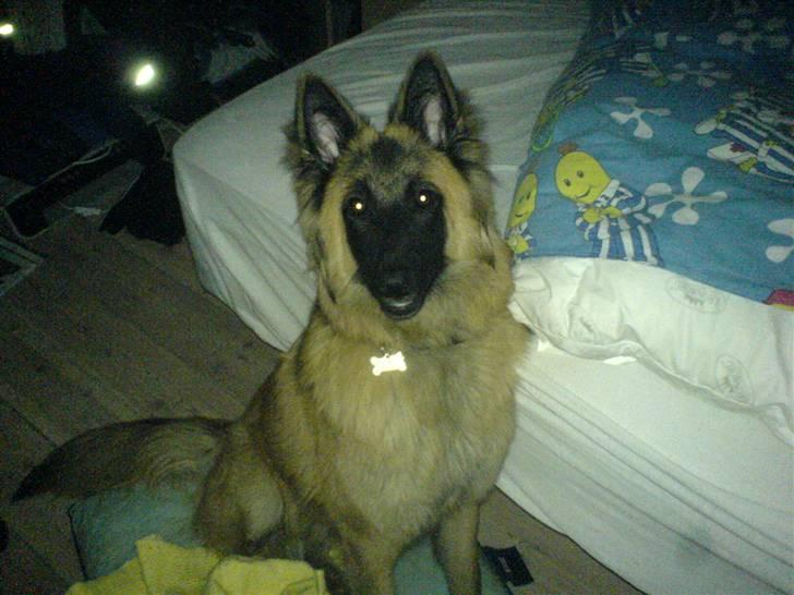 Tervueren Amanda billede 6