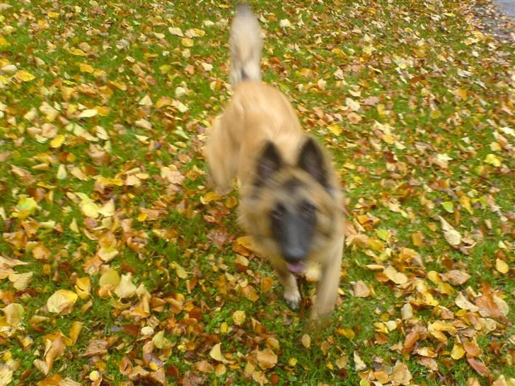 Tervueren Amanda billede 7