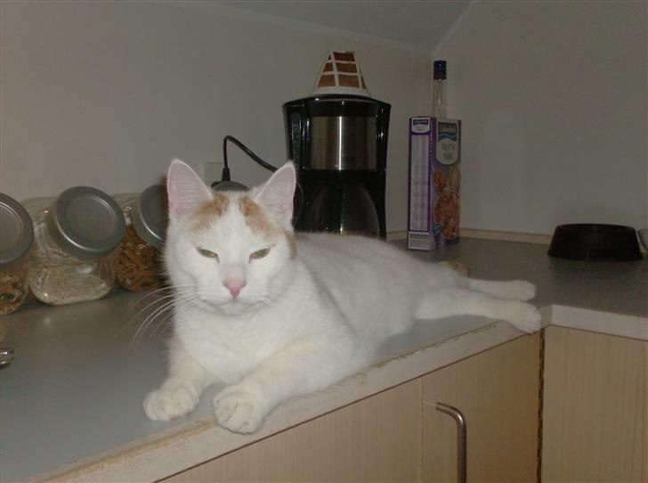 Chihuahua Daisey - Her er Daisey´s bofælle :p - de leger godt sammen ! :) billede 7