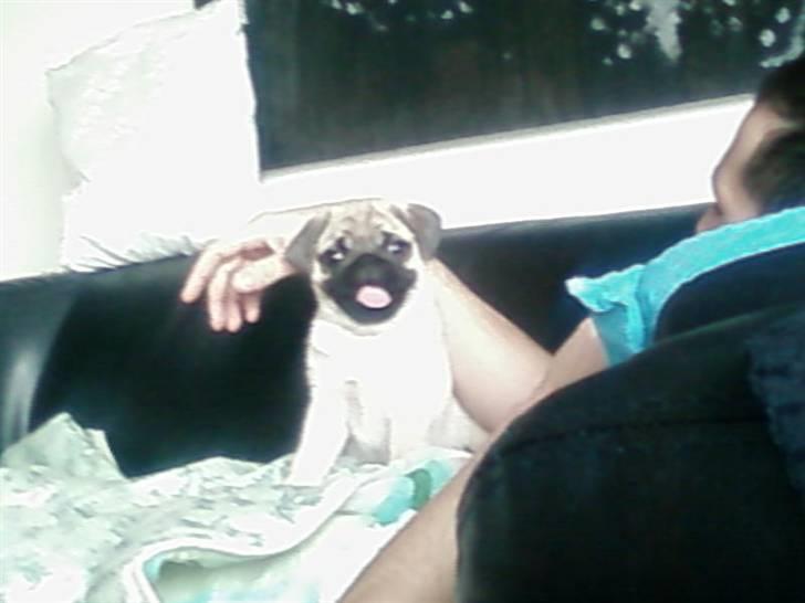 Mops Mops billede 10