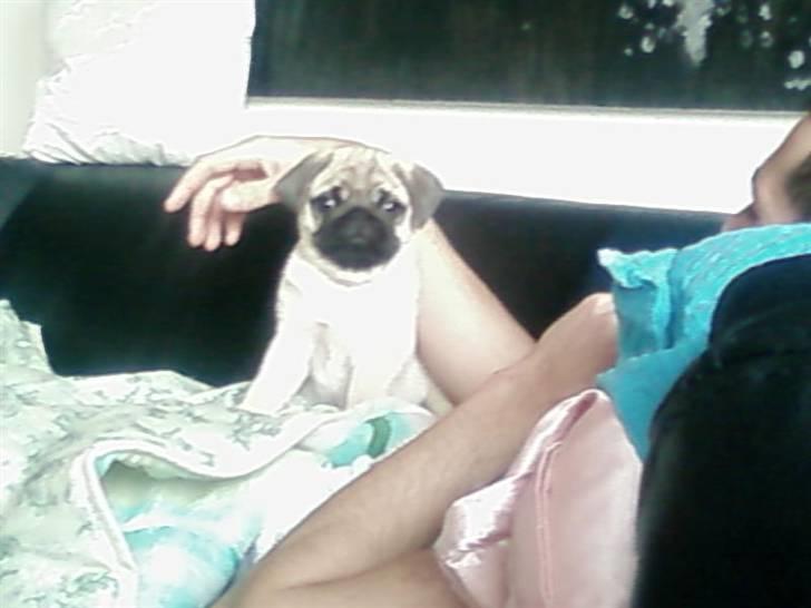 Mops Mops billede 11