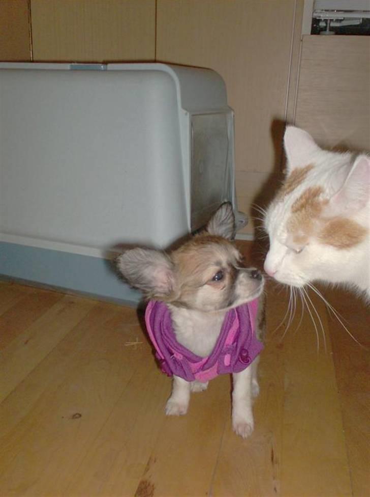 Chihuahua Daisey -  Her er Daisey og Hannibal <3 billede 8