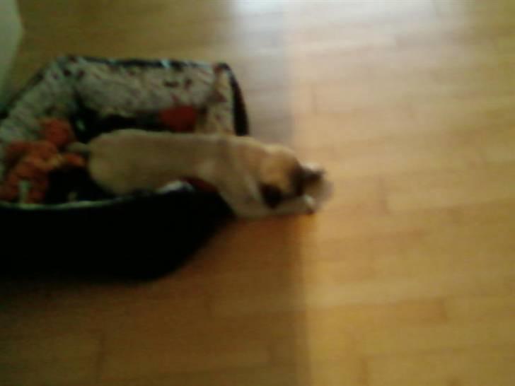 Mops Mops billede 12