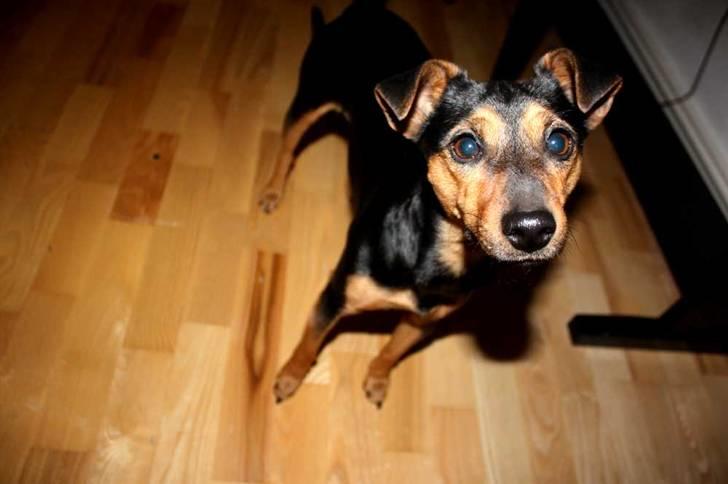 Engelsk toy terrier Maxi (Svigermors hund) billede 11