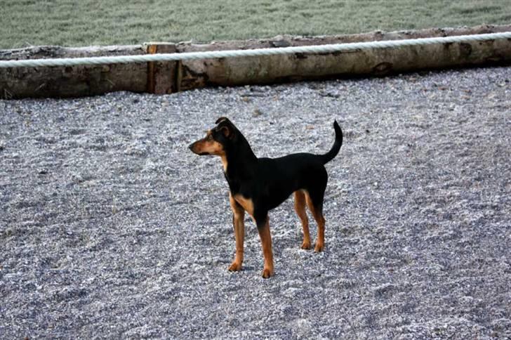 Engelsk toy terrier Maxi (Svigermors hund) billede 12