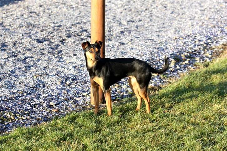 Engelsk toy terrier Maxi (Svigermors hund) billede 13