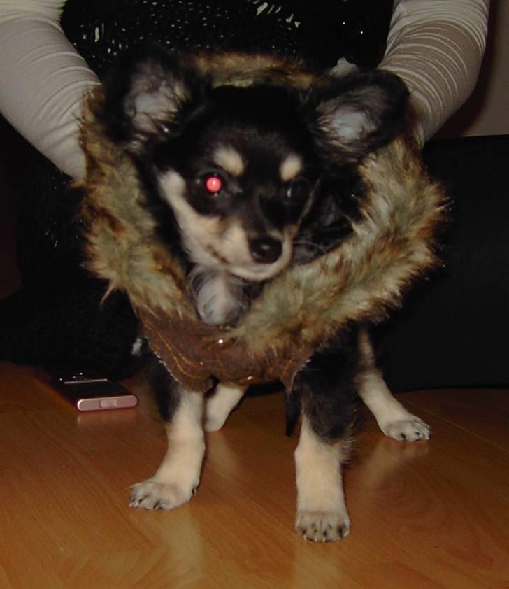 Chihuahua Artu billede 11