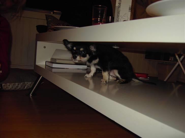 Chihuahua Artu - Jeg kravler ind de mærkligste steder. billede 12