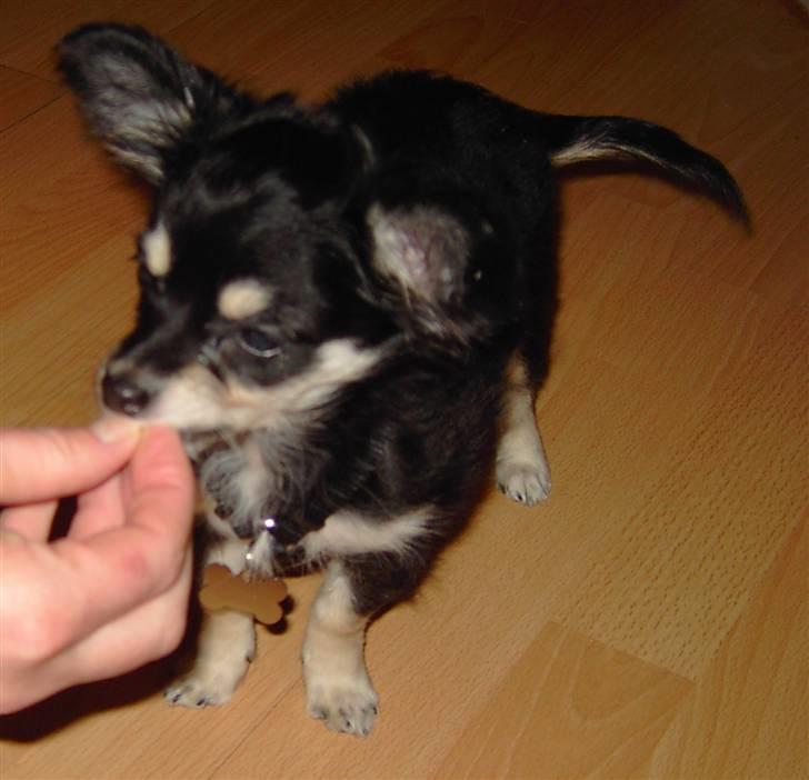 Chihuahua Artu billede 13