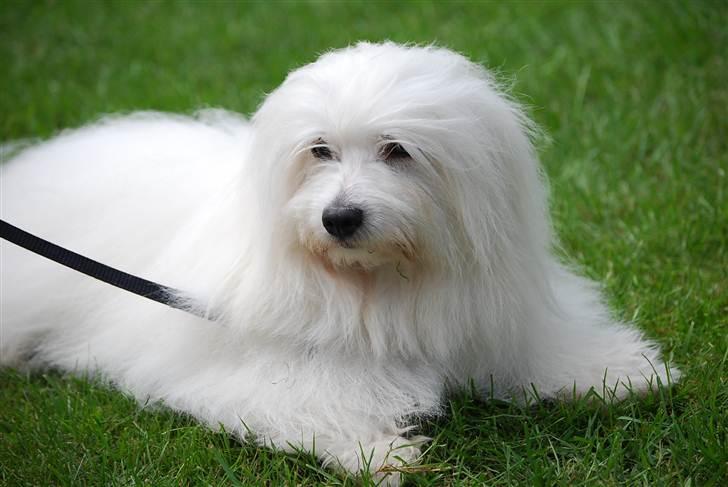 Coton de tulear Jegums Princess Becca - Becca på udstilling i Grenaa 2010 billede 3