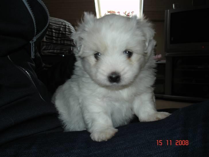 Coton de tulear Jegums Princess Becca - Lille pus :) billede 4