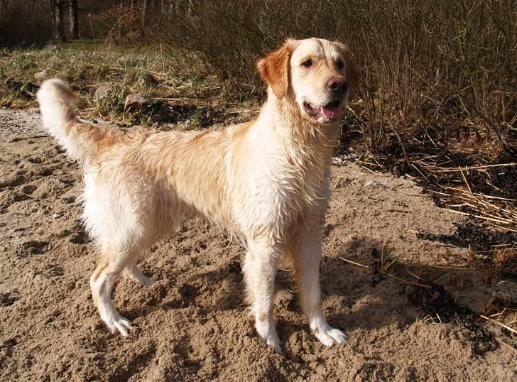 Golden retriever Nova - Årets første badedag(i Novas verden) 10. April 2011 :) billede 1
