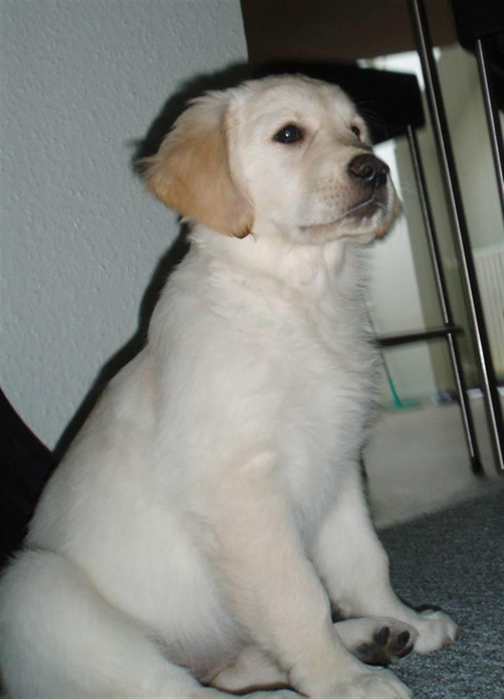 Golden retriever Nova - *Dreamer* billede 2