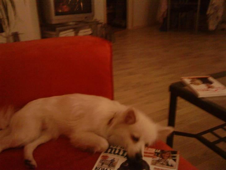 Volpino italiano Hedehuset´s Santa Lucia billede 7