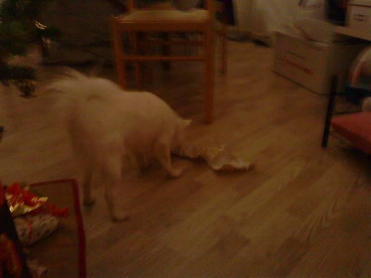 Volpino italiano Hedehuset´s Santa Lucia billede 8