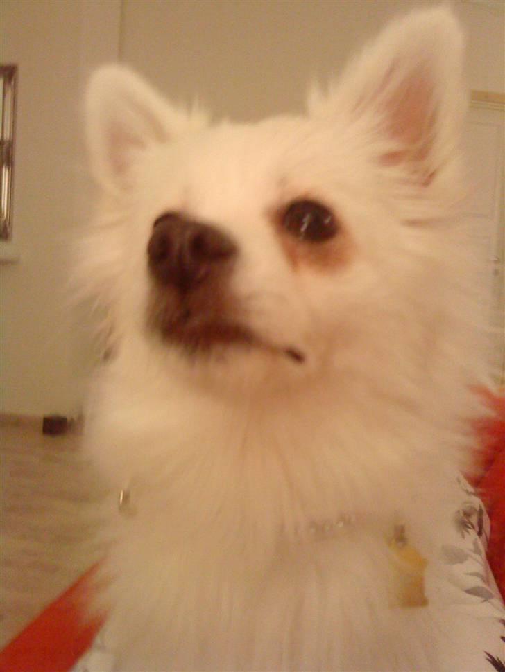 Volpino italiano Hedehuset´s Santa Lucia billede 9