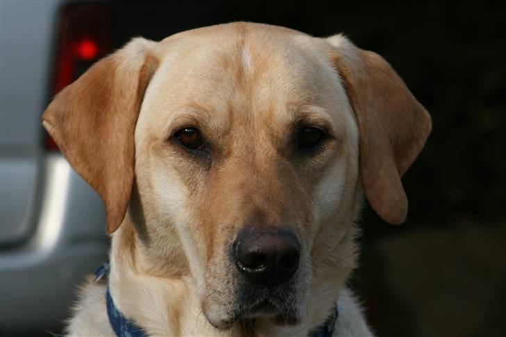 Blanding af racer Miki billede 1