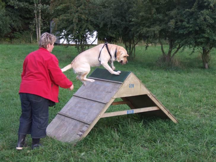 Blanding af racer Miki - Miki og min kone til hunde træning på Vestre eng billede 2