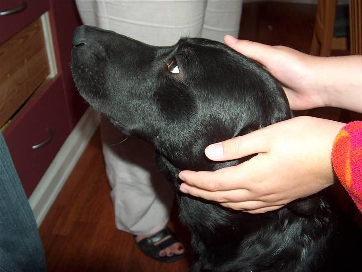 Blanding af racer Miki - Miki´s mor billede 3