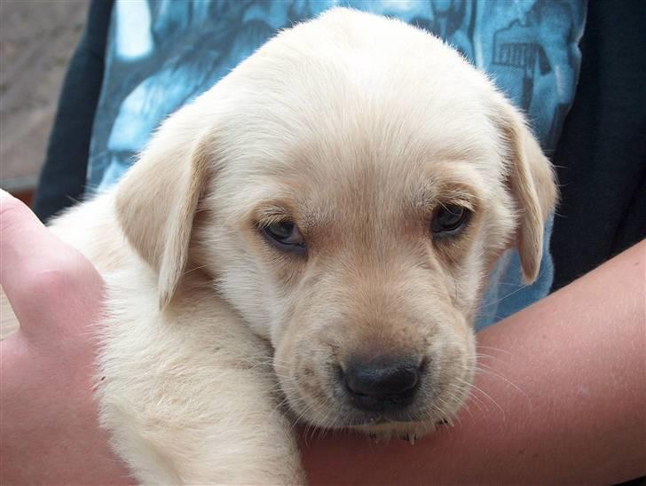 Blanding af racer Miki - Her er han 4½ uger, billedet er taget da vi var nede i Varde for af se til ham billede 4