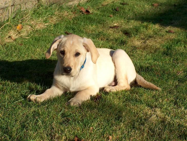 Blanding af racer Miki billede 5