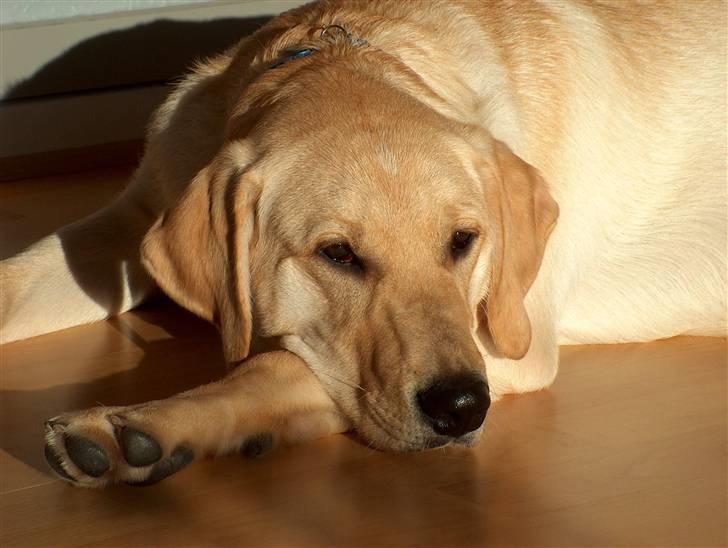 Blanding af racer Miki - Dejligt med noget sol billede 6