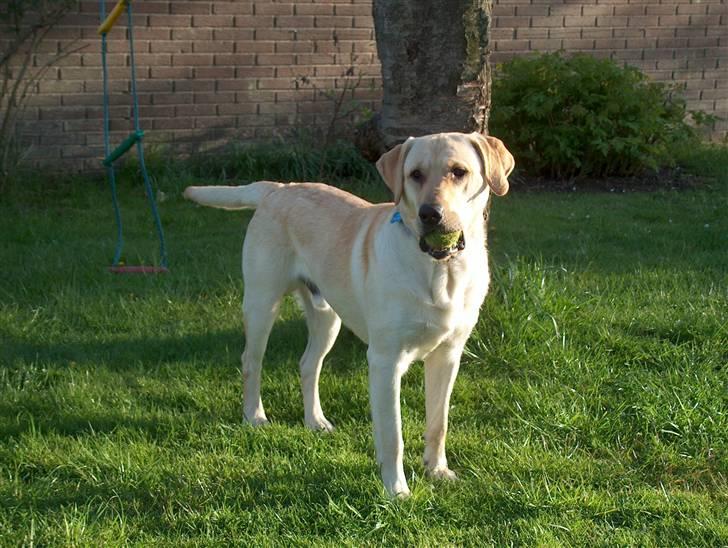 Blanding af racer Miki billede 8