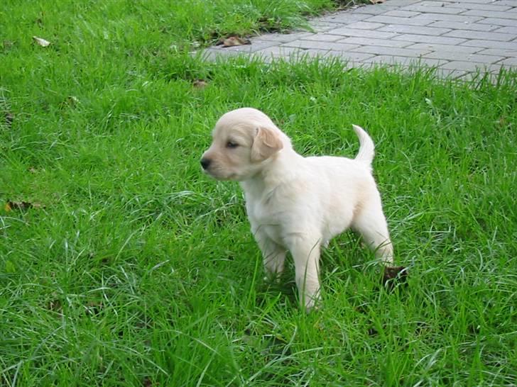 Blanding af racer Miki - Her er han 4 uger, billedet er taget af dem vi købte han af. billede 9