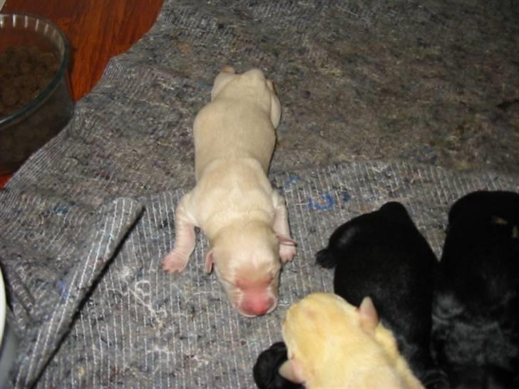 Blanding af racer Miki - Miki og hans søskende 5 dage gammel billede 10