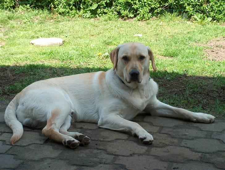 Blanding af racer Miki - Dejligt med skygge billede 11