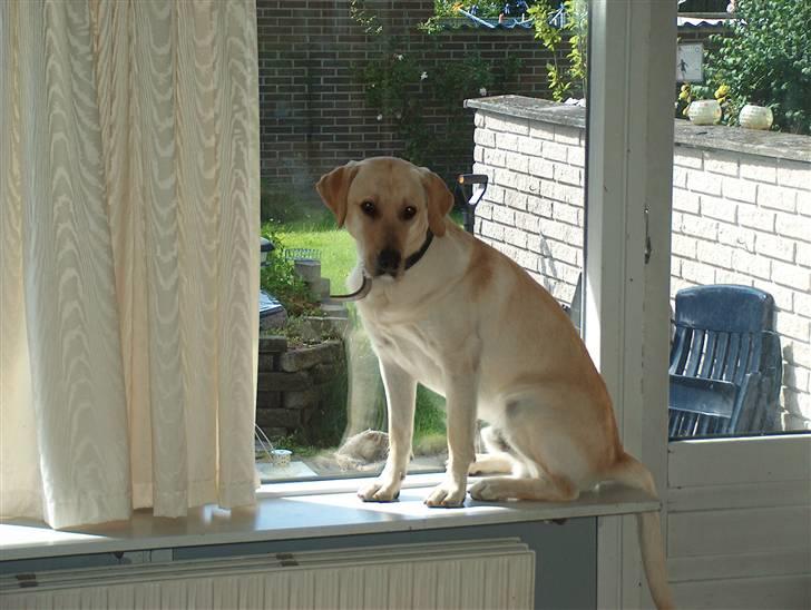 Blanding af racer Miki - 40 kilo hund i vindueskarmen, han elsker at kigge ud på vejen for se hvad der sker billede 12