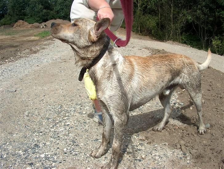 Blanding af racer Miki - Her en af de få gange vi fik ham i vandet, og så skulle han lige rulle sig i mudderet bagefter. Så han måtte i brusebad da vi kom hjem billede 13