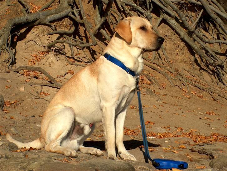 Blanding af racer Miki - Flot og majestætisk  billede 14