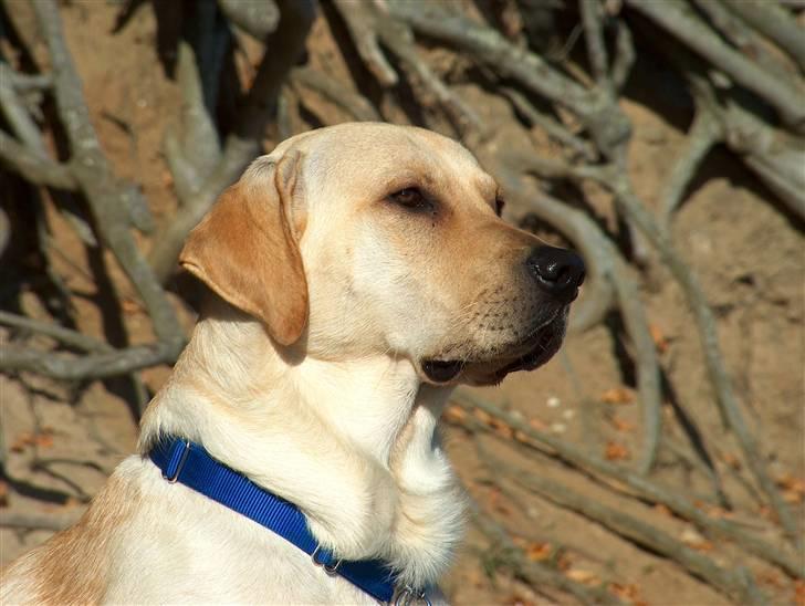 Blanding af racer Miki - Flot og majestætisk  billede 15