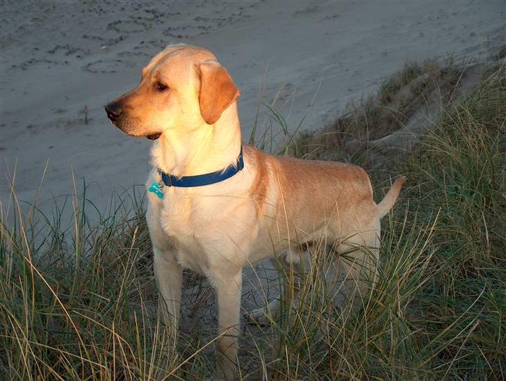 Blanding af racer Miki - Her er ved ved Vesterhavet som vi alle elsker, han løber rundt det meste af dagen og efter aftensmaden ser vi ikke mere til ham så snorker han resten af aften væk billede 16