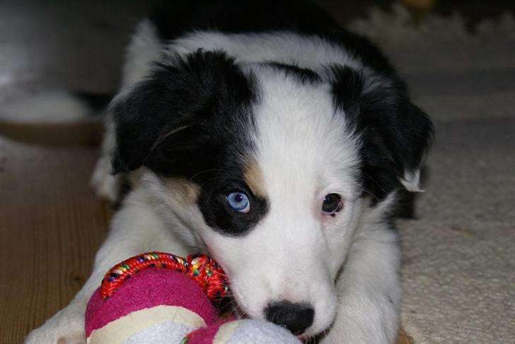 Border collie Ziggy billede 1